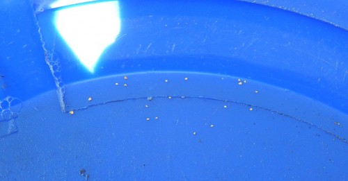 Moselgold1.JPG
